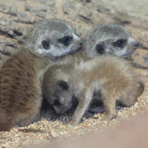 Meerkat cubs